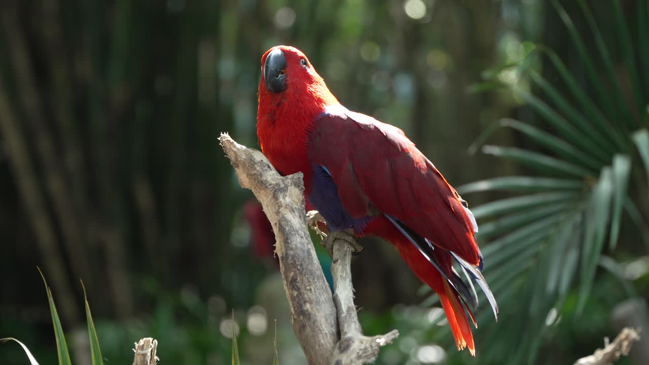el loro hembra de eclectus de molucca extendiendo las alas por los lados en una rama en un parque tropical exótico
