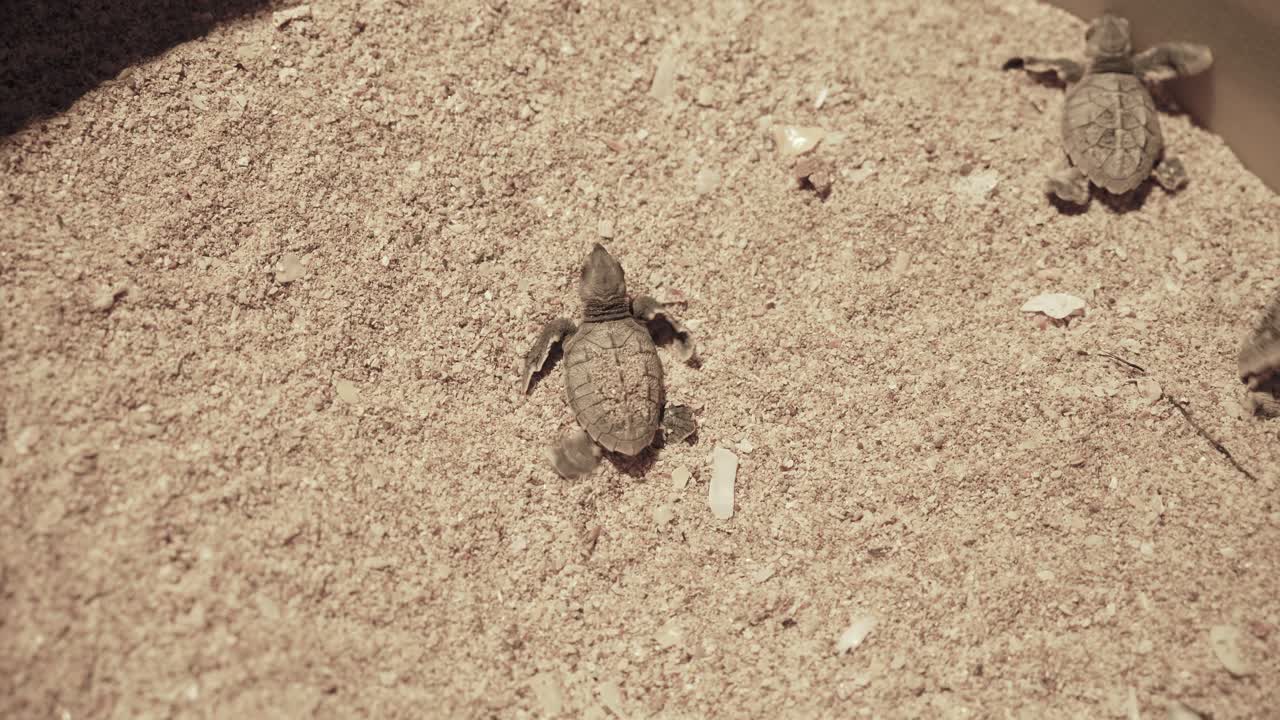 Baby sea turtle hawksbill nature species animal wildlife confuse newborn sand beach nestling egg birth night conservation Dubai Persian Gulf shell crawl instinct journey ocean wave survival in iran