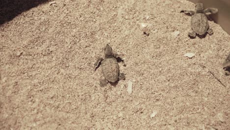 Baby-sea-turtle-hawksbill-nature-species-animal-wildlife-confuse-newborn-sand-beach-nestling-egg-birth-night-conservation-Dubai-Persian-Gulf-shell-crawl-instinct-journey-ocean-wave-survival-in-iran