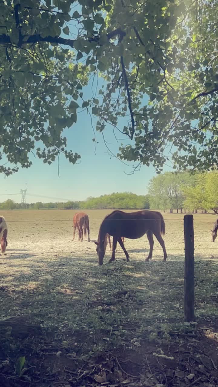 Cavalli che pascolano serenamente in un campo di campagna soleggiato