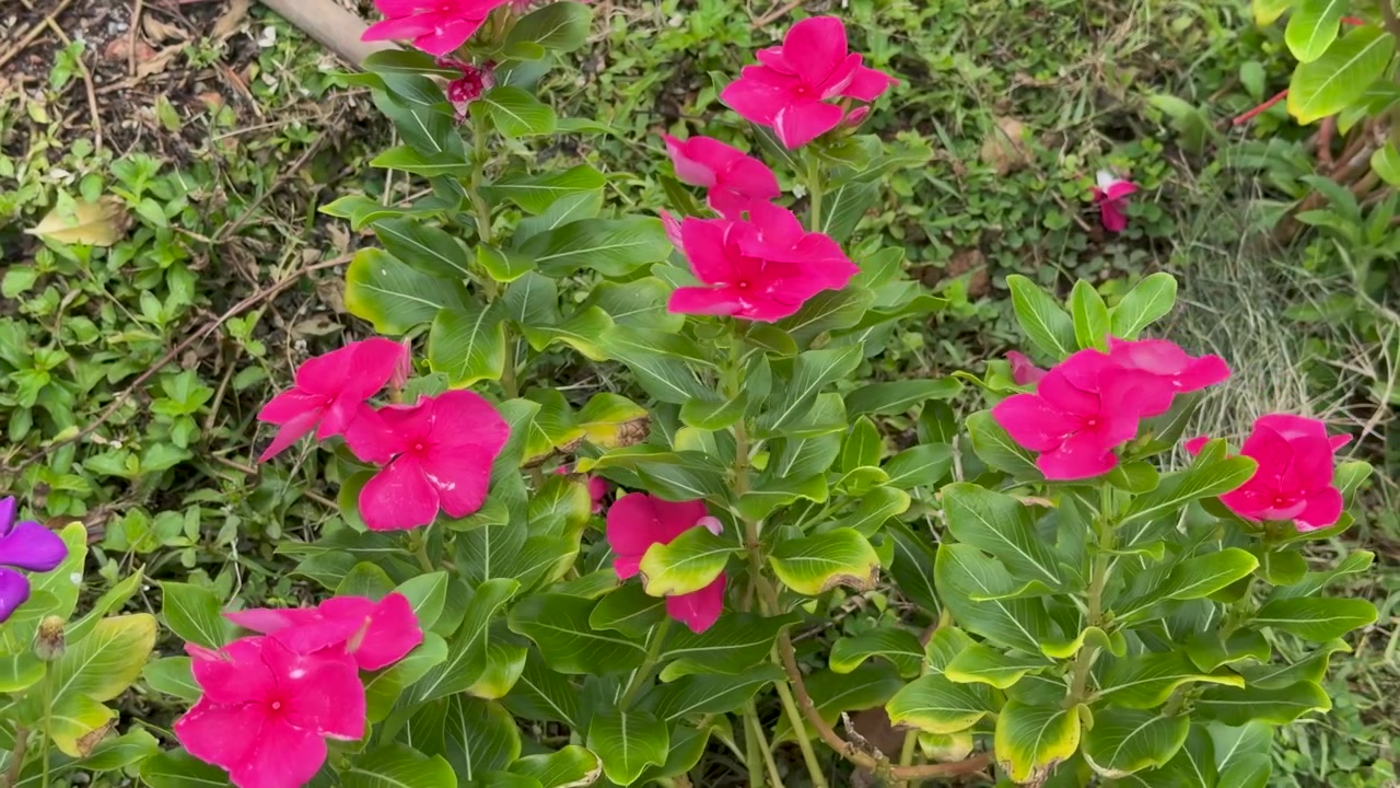 Fiori di pervinca rosa vibrante ondeggiano delicatamente tra una rigogliosa vegetazione verde in piena luce naturale