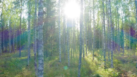 drone pull back slow motion shot of beautiful birch trees by sunrise