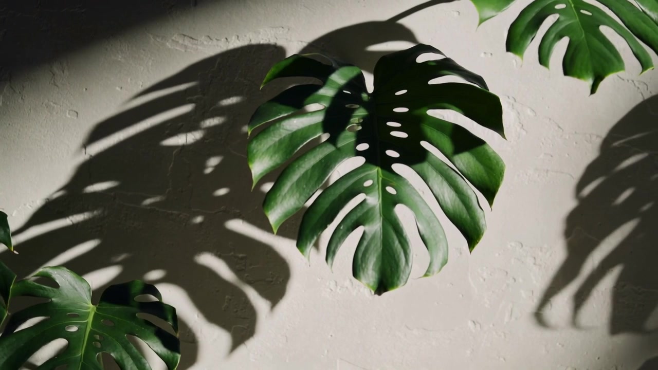 Foglie ondeggianti di Monstera deliciosa che proiettano ombre su una parete intonacata, con la luce del sole che filtra dalla finestra