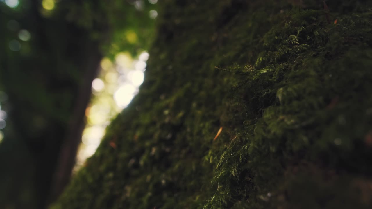 Close up shot of moss growing on a tree bark in a lush forest, in Ireland