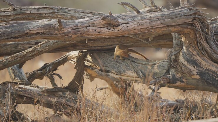 Slender mongoose searches for food in a crack of dead tree bark in Kruger National Park, South Africa. Wildlife behavior in dry savanna habitat, close natural scene.