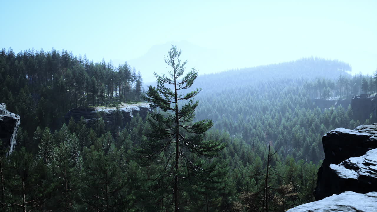 hermoso bosque perenne remoto en la montaña