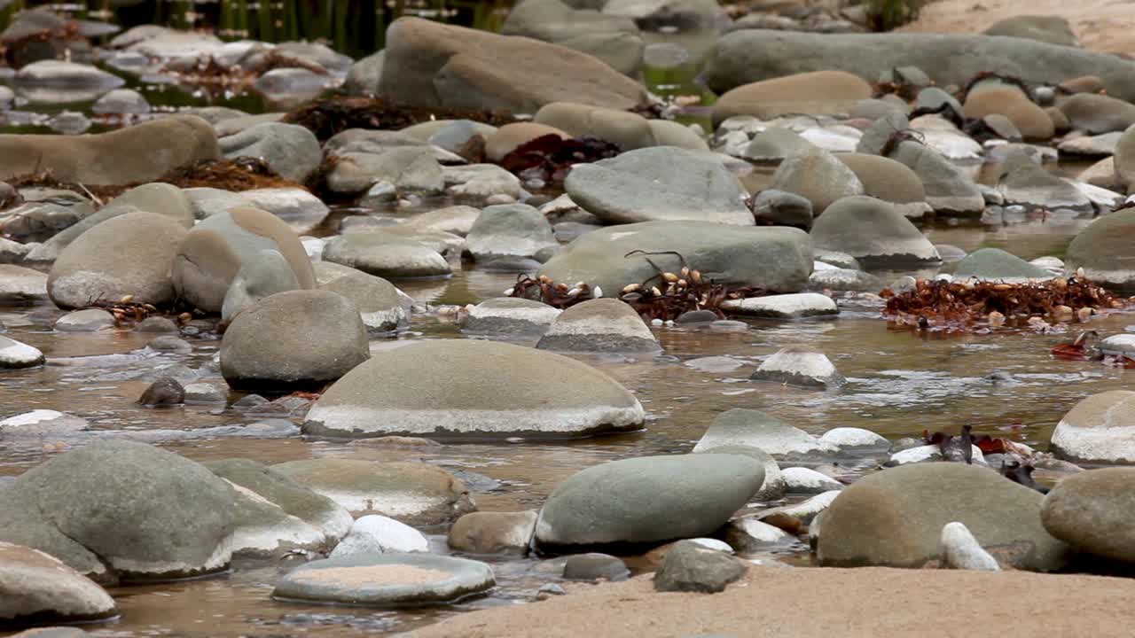 해초가 근접성을 보여주는 바다로 다시 향하는 바위 위로 흐르는 강물