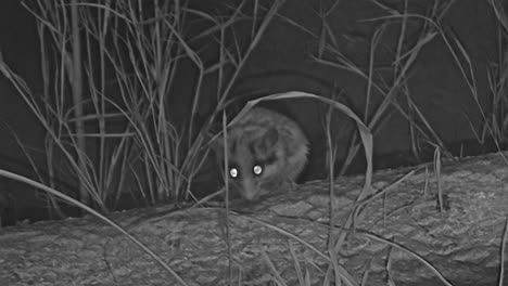 asian garden dormouse