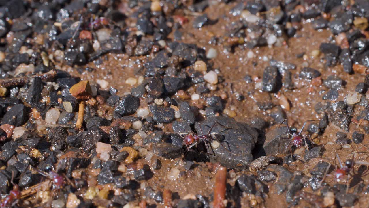 Macro video of ants actively moving around a small nest entrance in wet, rocky soil, with natural daylight and a steady close-up perspective