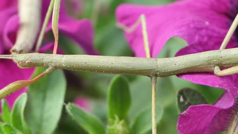 stick insect medauroidea extradentata, family phasmatidae