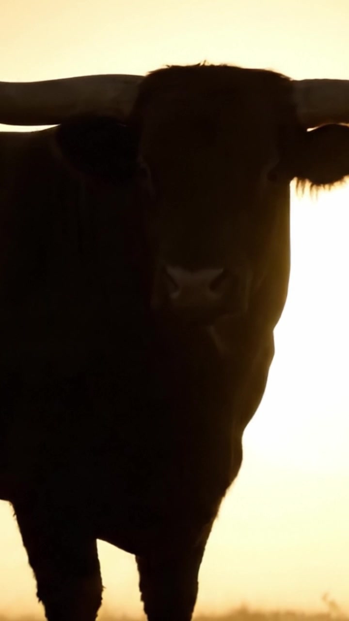 Maestosa silhouette di un toro contro un'alba dorata, che cattura l'essenza della vita rurale e lo splendore della natura nella sua forma più semplice.