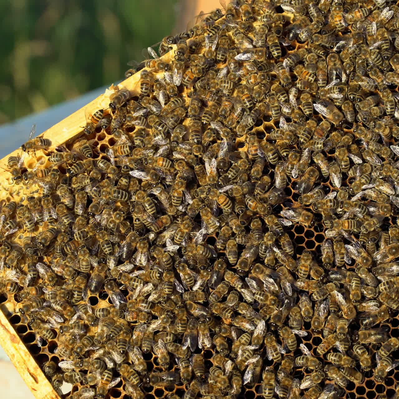 Yellow frame filled with honey insects working on honey cells on the natural background. Many busy bees on the frame near the beehive. Apiary concept