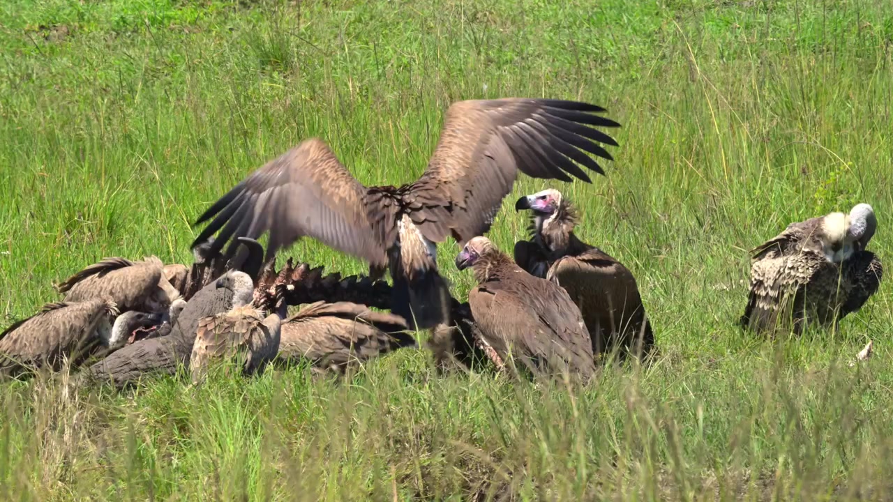 Avvoltoio che si nutre di una carcassa di bufalo nel Maasai Mara, Kenya