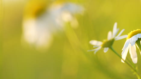 Sweeping-panorama-captures-enchanting-allure-of-a-common-daisy-at-golden-hours