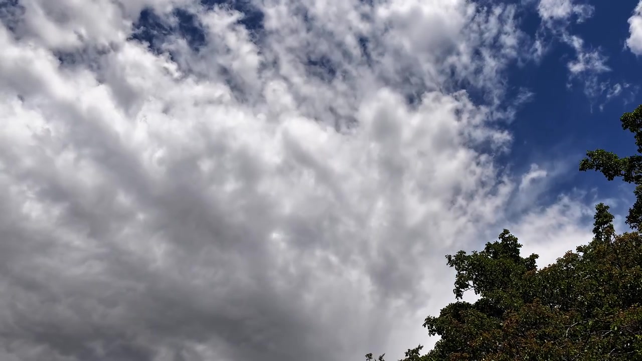 Timelapse 4K suggestivo di un potente sistema temporalesco che si forma dietro un albero lussureggiante in primo piano. Nuvole scure e drammatiche si addensano rapidamente per inghiottire il cielo blu vibrante in questa maestosa scena naturale in evoluzione.