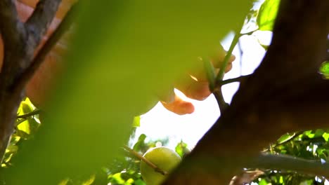 person removing out organic lemon from lemon tree under sunlight