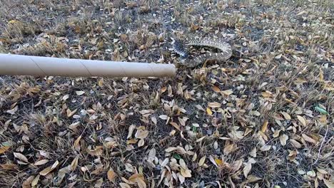 Someone-poking-a-Bull-snake-with-a-stick-as-it-is-slithering-around-in-the-front-yard-of-a-house-in-the-country-near-Alberta-Canada