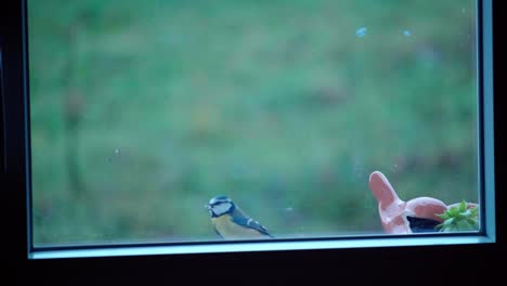 blue tit  eating seeds during winter season, slowmotion