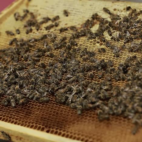 hardworking bees on honeycomb. view of the busy bees on honeycomb