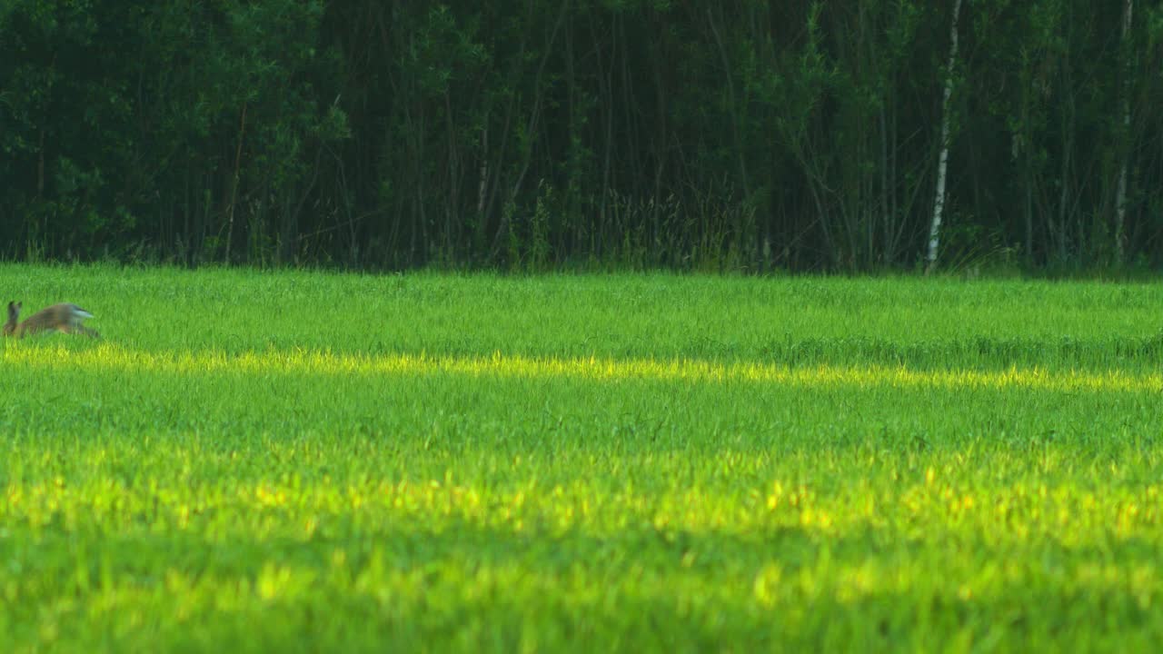 화창한 여름 저녁 녹색 보리밭에 있는 갈색 유럽 토끼, 멀리서 넓은 총격