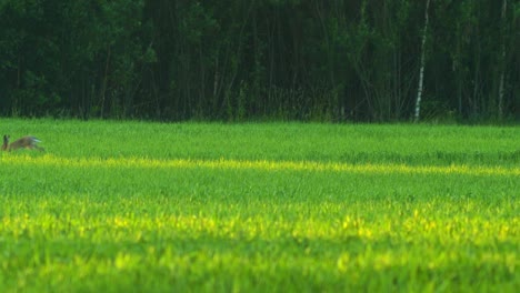 Liebre-Europea-Marrón-En-Un-Campo-De-Cebada-Verde-En-La-Soleada-Tarde-De-Verano,-Toma-Amplia-Desde-La-Distancia