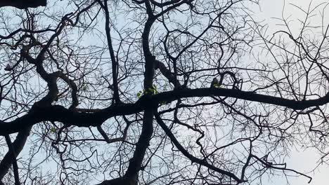 Looking-Up-At-Bare-Tree-Branches