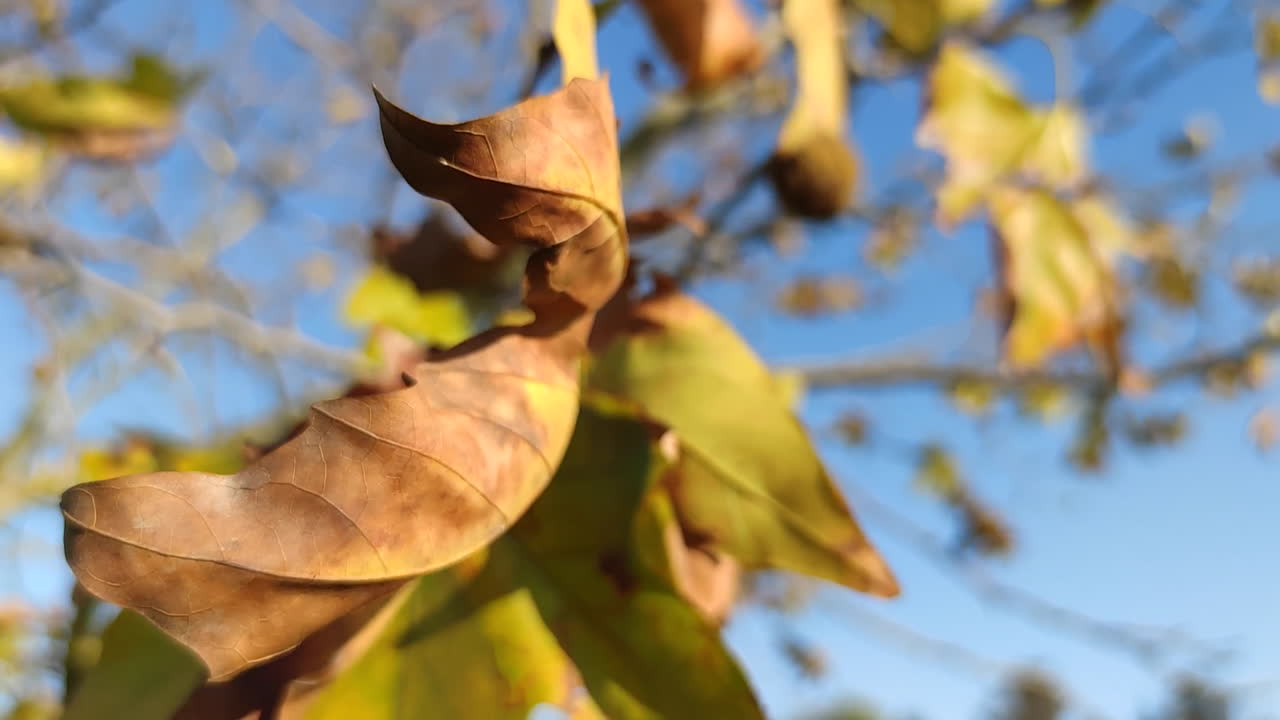 balanceo de hojas secas en una rama de árbol en un día ventoso durante el verano, toma de enfoque selectiva
