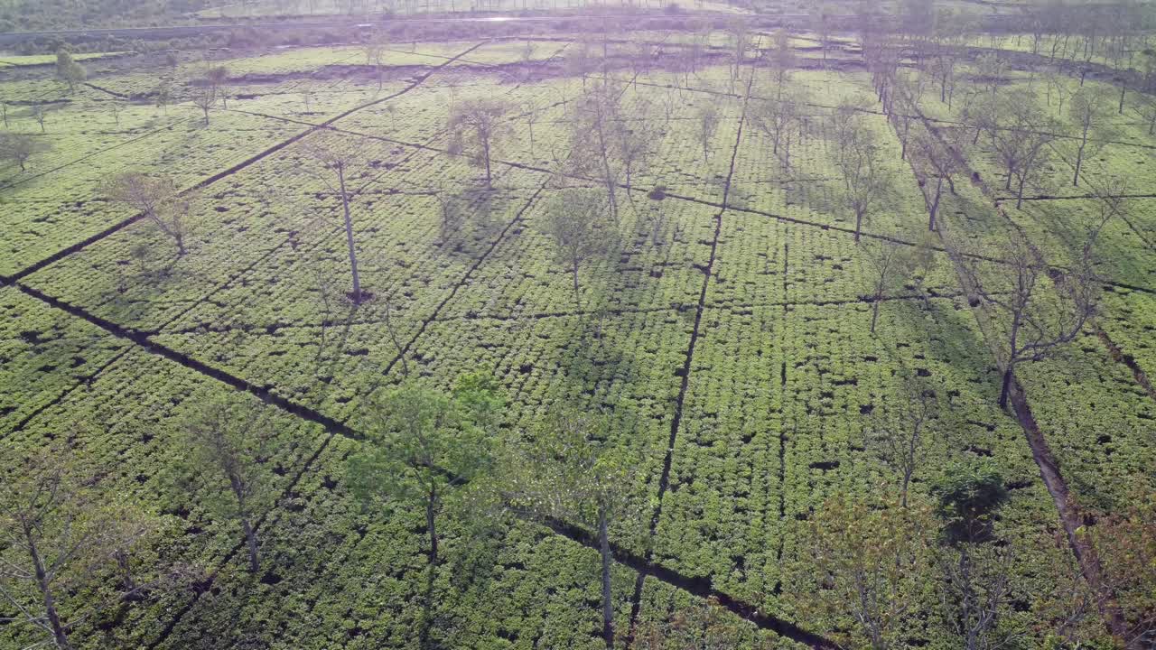 Aerial View Shot of Tea Garden in North Bengal.