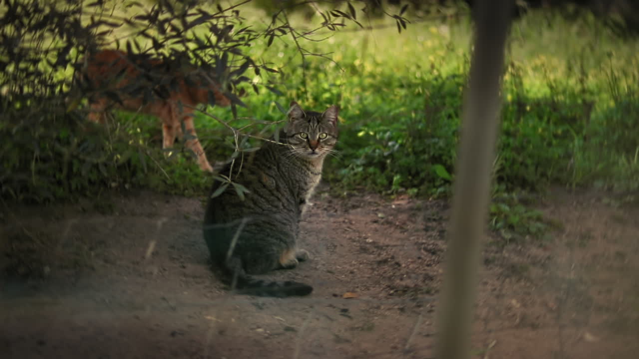 gatos tabby detrás de la valla en el refugio de animales