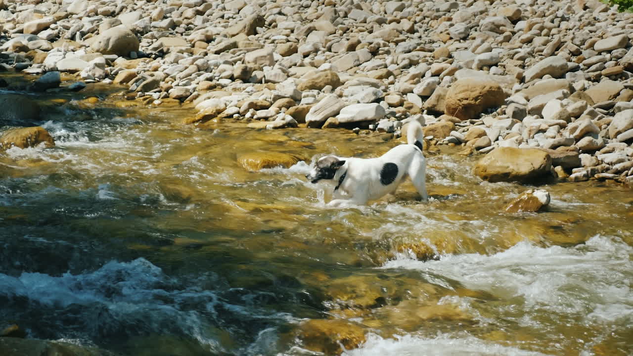 un perro valiente intenta cruzar un río de montaña áspero