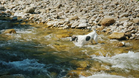 Ein-Tapferer-Hund-Versucht-Einen-Rauen-Gebirgsfluss-Zu-überqueren