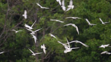 Seeschwalben-Sind-Seevögel,-Die-Auf-Der-Ganzen-Welt-Im-Meer,-In-Flüssen-Und-Anderen-Größeren-Gewässern-Zu-Finden-Sind