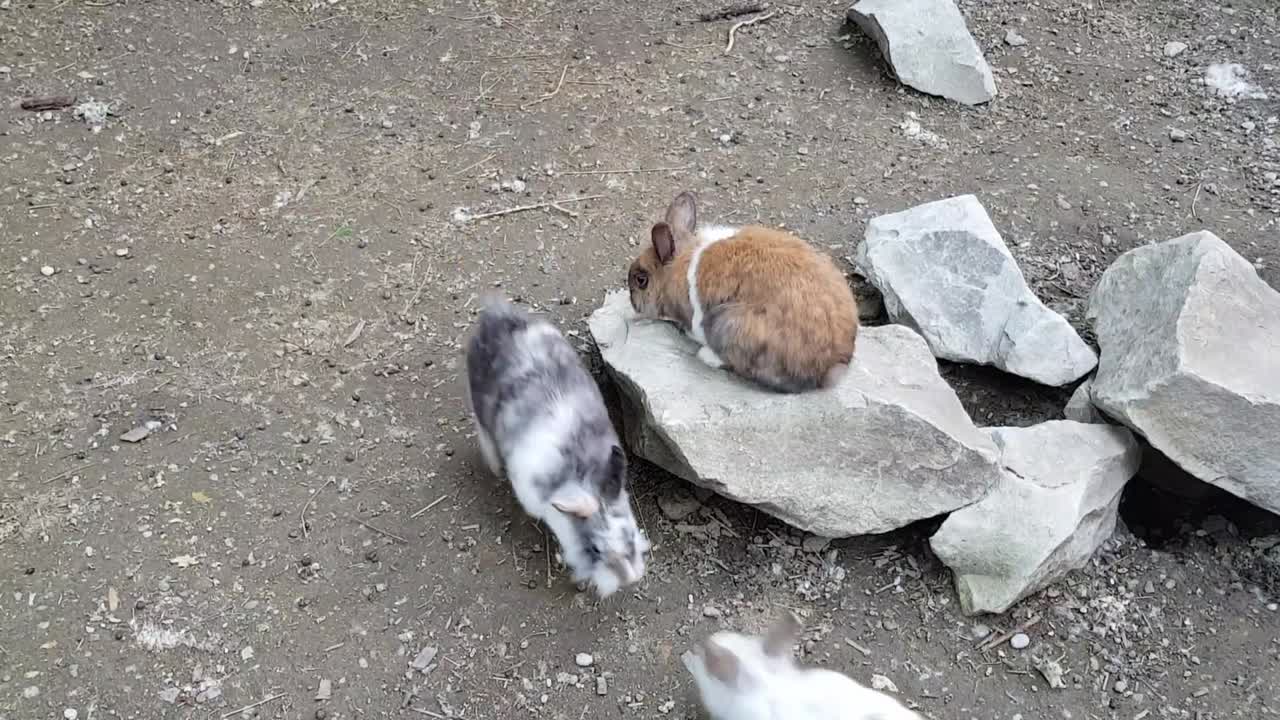 Rabbits playing in the garden on rocks.