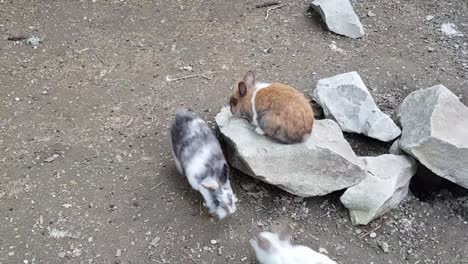 rabbits playing in the garden on rocks.