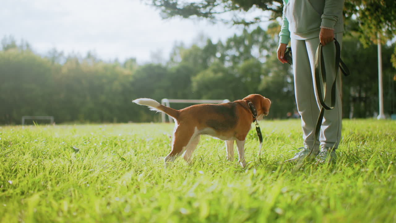Female instructor rewards beagle dog with treats during obedience training on sunny grassy field, teaching dog to sit patiently while holding leash, surrounded by lush greenery