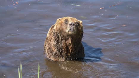 brown grizzly bear in the water on a warm sunny day, close up