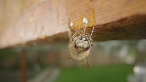 honeybee drinking honeydew