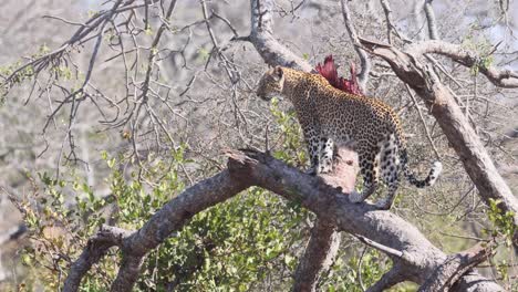 magnificent african leopard surveys forest area from tall tree branch