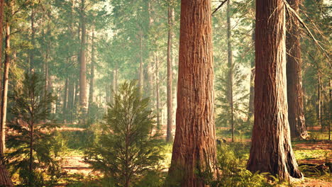 giant sequoias in the giant forest grove in the sequoia national park