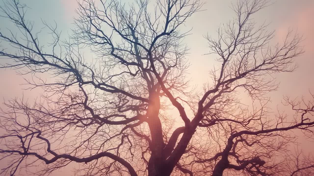 Pulling back camera view in field while sun moving behind trunk, revealing bare tree crown