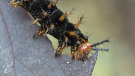 primer plano macro de oruga negra con cabeza amarilla comiendo hojas de arriba hacia abajo, 4k
