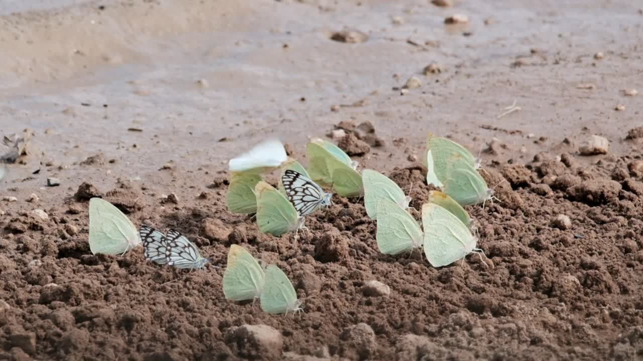 Butterflies on damp soil in the Kalahari Desert after the rain