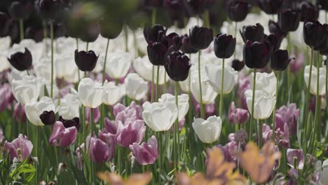 Schwarze,-Weiße,-Orange-Und-Rosa-Tulpen-In-Voller-Blüte-Bedecken-Die-Blumenbeete-Im-Botanischen-Garten