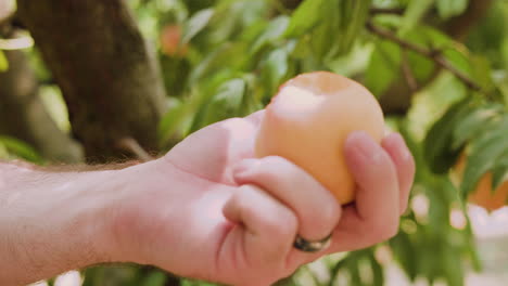 Close-up-of-hand,-taking-a-bite-out-of-a-peach