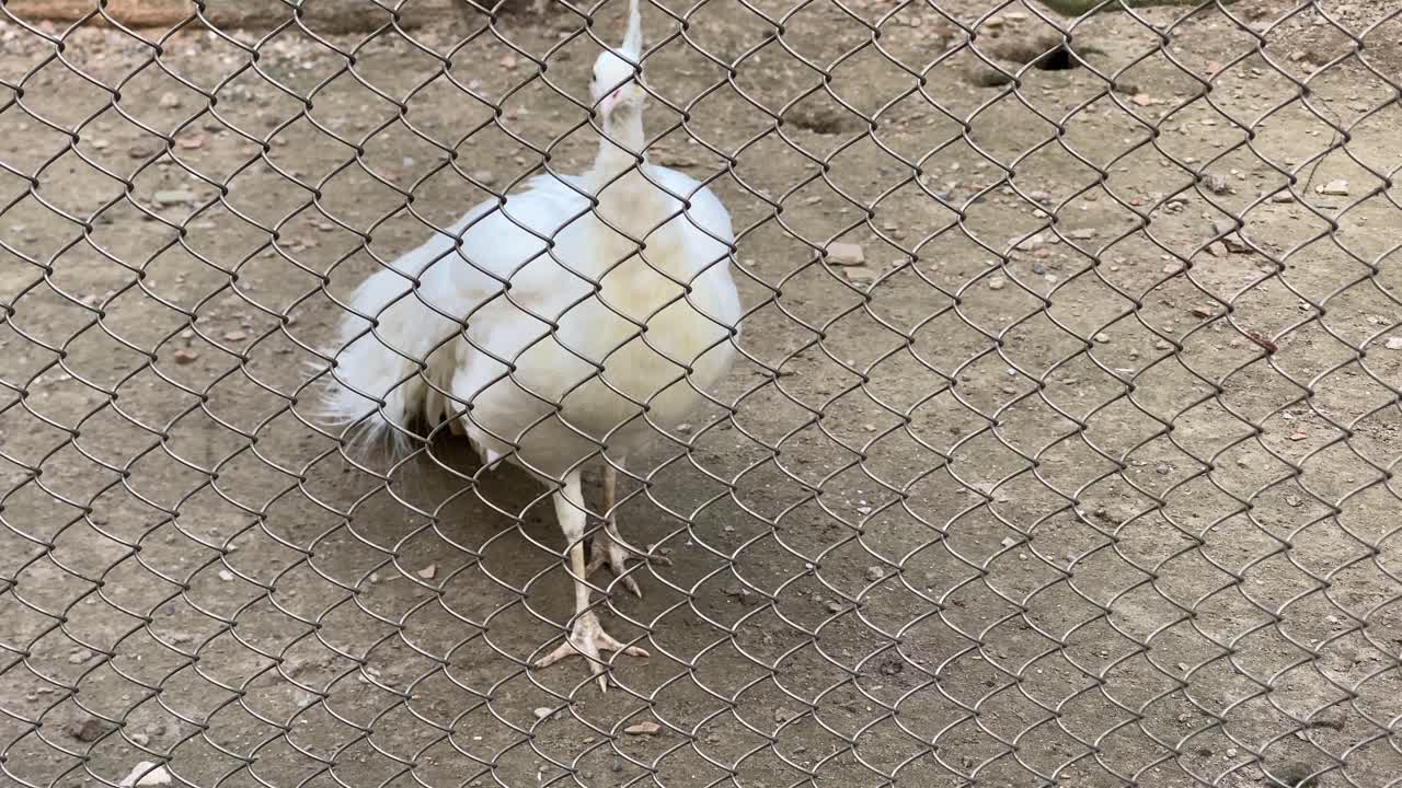 primer plano del hermoso pavo real blanco parado en el suelo mirando aquí y allá dentro del zoológico