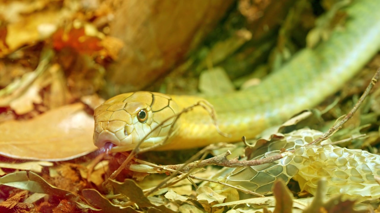 Venomous king cobra flicking its tongue