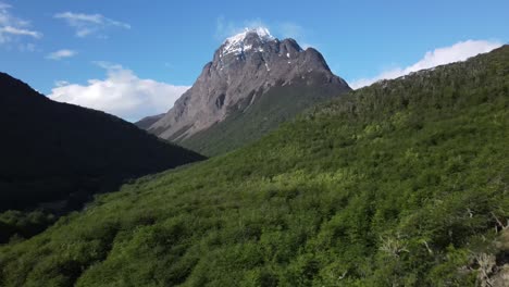 Bosque-En-Verano-Con-Montaña-Al-Fondo