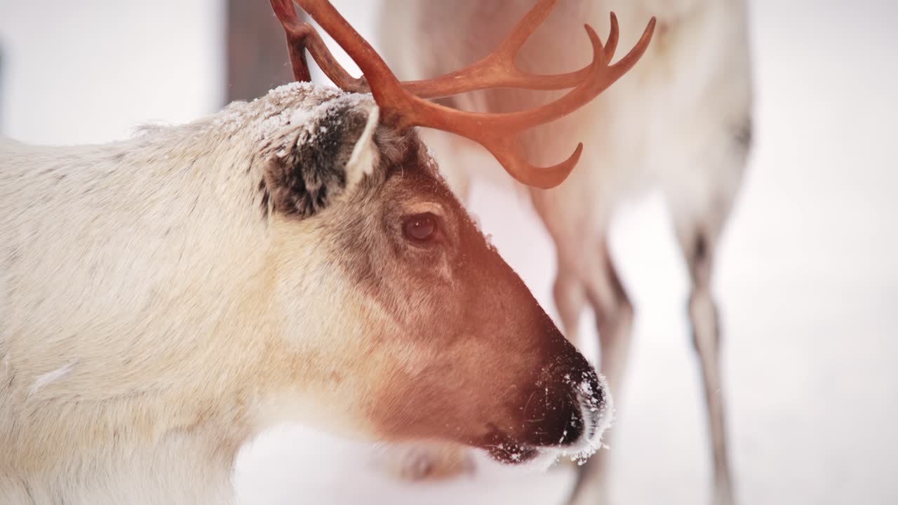 Detaljeret nærbillede af et rensdyrs ansigt i en skov i Lapland med sin flok.