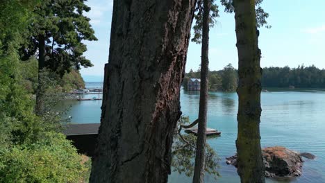 a close up shot of arbutus trees with the ocean and cole island in the background.