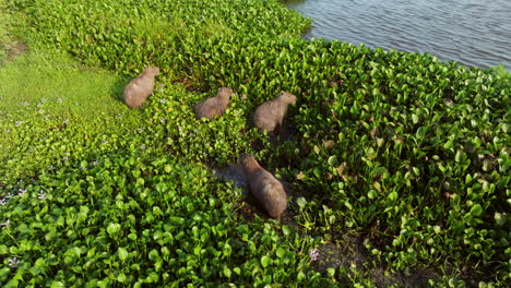 four capybaras grazing in water hyacinth